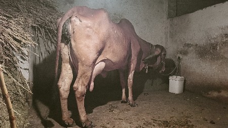 ગાય દેવ ની છે