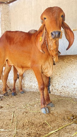 ઓરીજન ગીર વાછડી વેચવાની છે