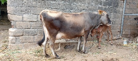 જરસી ગાય