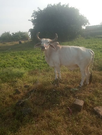 બીજી ધરનો છે