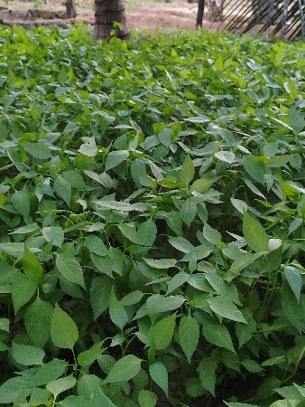 🌱મરચી નો રોપ🌱