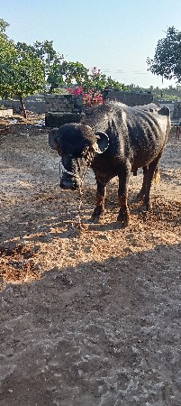 પાડો