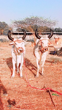 જવાબદારી વેચવાના છે મારવા બેસવાની