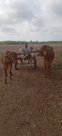 ગોદલા