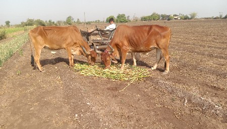 Juna Junagarh ke Santan ko