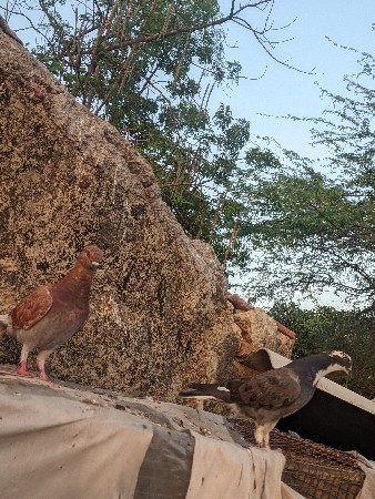 માંગરોળ કોટડા ફાટક
