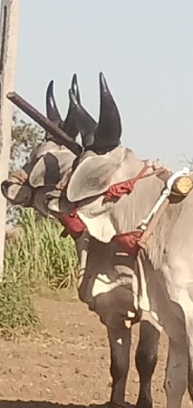 ચાર દાતે વઢિયારા વેચવાનાછે