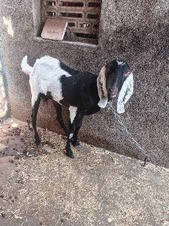 બોડી બકરી 3 મહીના ગાભણી છે