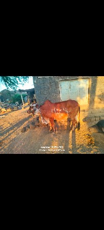 ગીર હોડકી વેચવાની છે