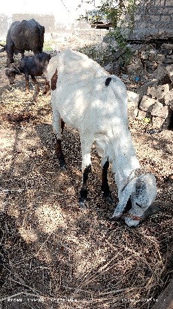 ગીર વાછડી  વેચવાની છે