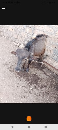 પાડી વેસવાની સે