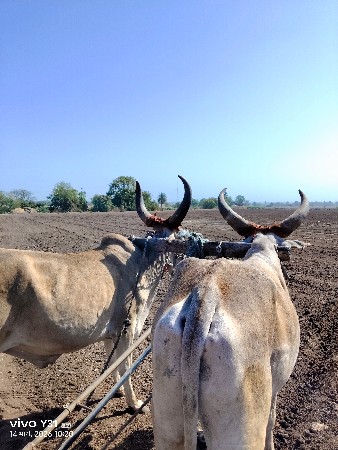 ગોઢલા વેચવાના છે