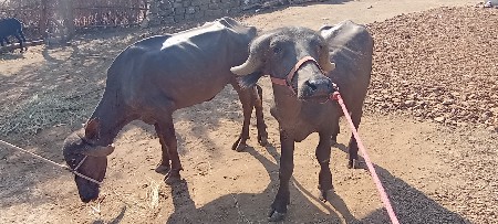 જિલ્લો જુનાગઢ તાલુકો ભેસાણ બે પાડી