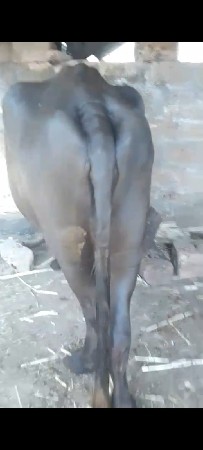 ખાડાઈવૅચવાનીછૅ