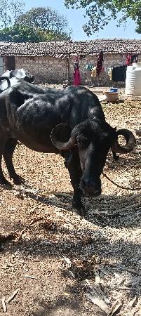 ખડેલી વેચવાની છે