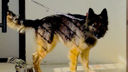 mitting mate german shepherd