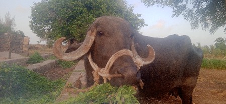 vechavani chhe