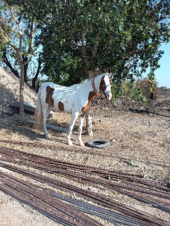 આ ધોડી બાવરી વેસવાની સે