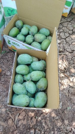 Kesar keri