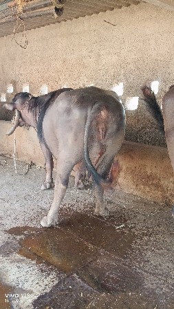 ભેંસ વેચવાની છે