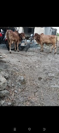 ગોધલાવેછવાનાછે