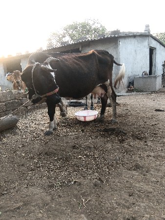 રામાભાય