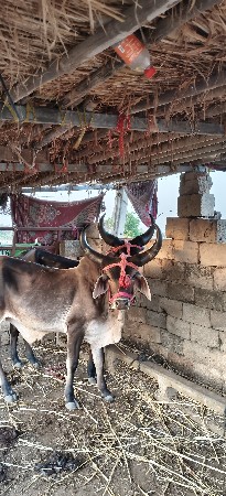 ગોધલા વેચવાના છે