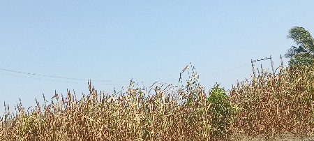 બાજરા નું ડઆડર વેસવા નુ સે વસવા