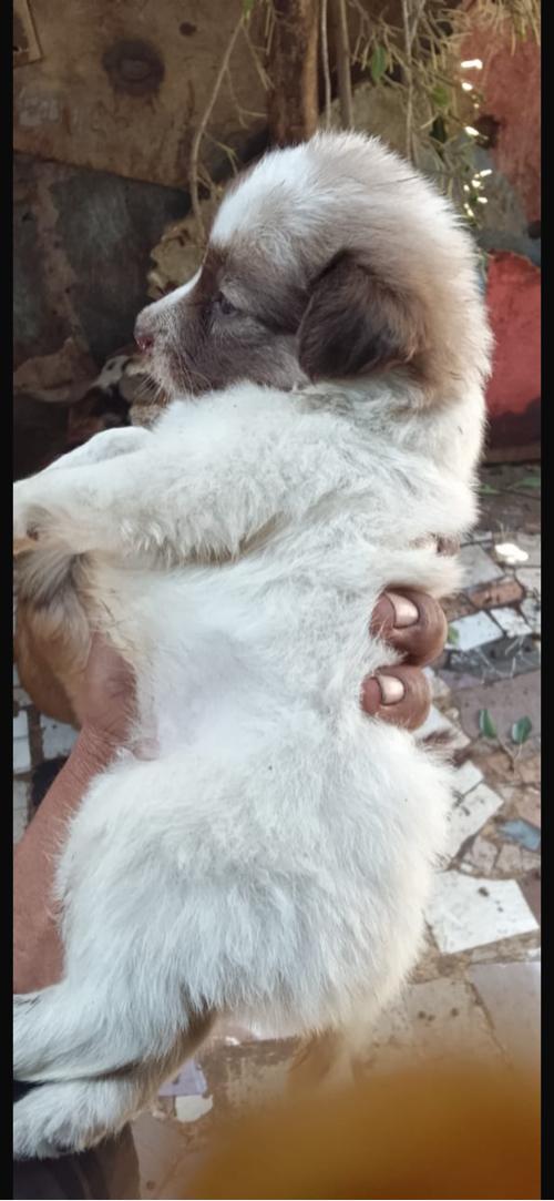 pom puppy 40 dey