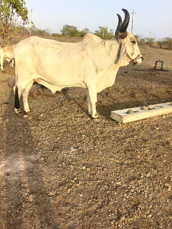 બળદ વેચવાનો છે સાવ સોજો છે