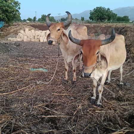 બળદ વેચવાના છે