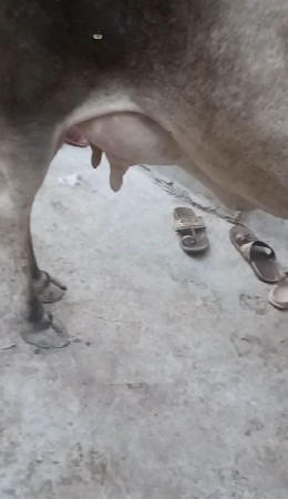 જર્સી હોકી વેચવાની છે