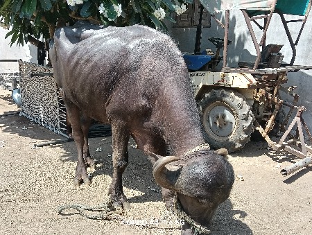 ખડેલું વેચવા ની છે