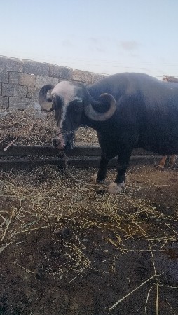 ભેંસ વેચવાની છે