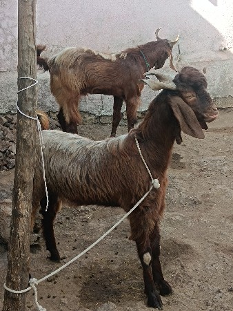 બકરો