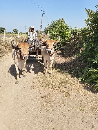 બે વાવણી વાવેલા છે