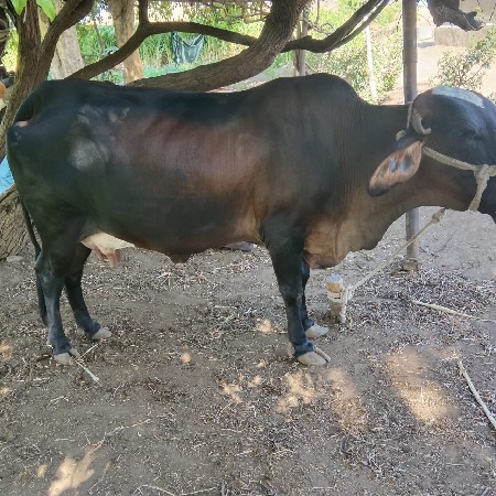 રોહિત ભાઈ 
6354616803