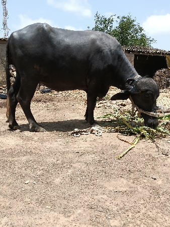 ખળેલી વેચવાની છે