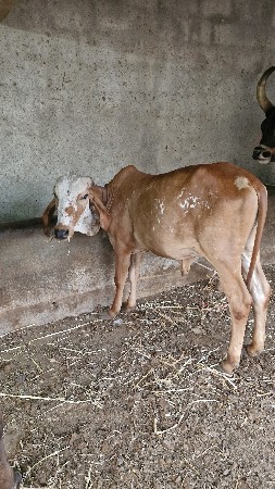 વાછરડી ગીર