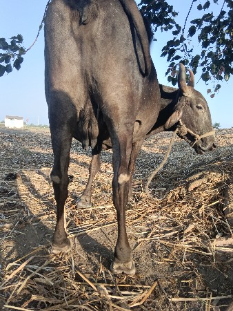 એચએફ ક્રોસમાં ગાય વેચવાની છે