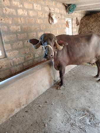 ભેંસ વેચવાની છે