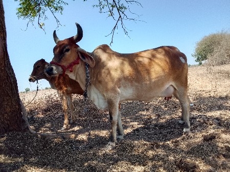 વેચવાનું છે