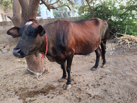 પેલું વેતર એચએફ ઓળખી વેચવાની છે