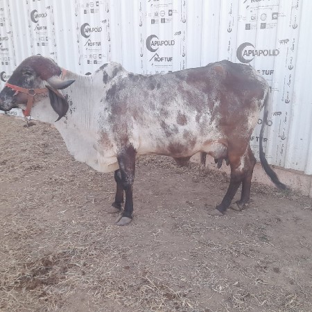 લીલડી ગાય
