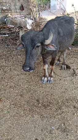 અઢી અઢી વર્ષ ના છે