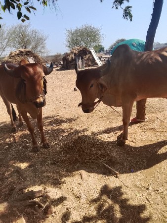 વૈચ વાના છૈ