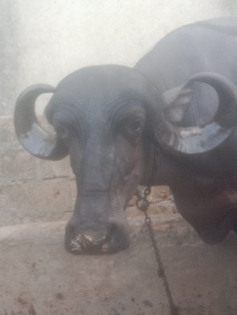 ભેંસ વેચવાની છે