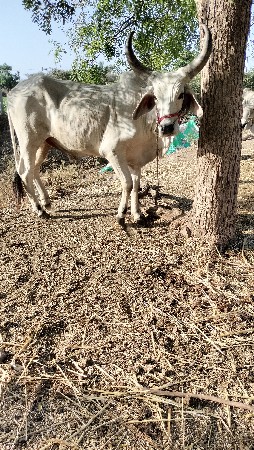 બળદ વેચવાના છે