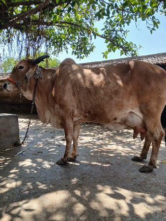 ગાય વેચવાની છે