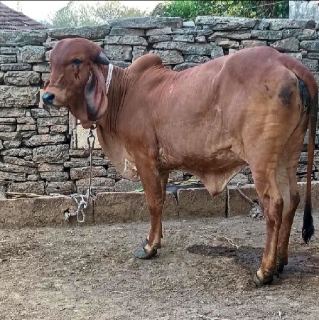 ઑરીજનલ ગીર વાછડી છે